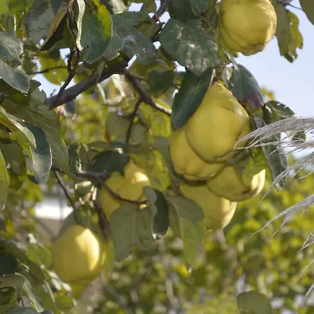 Szálloda Lavanda 3*