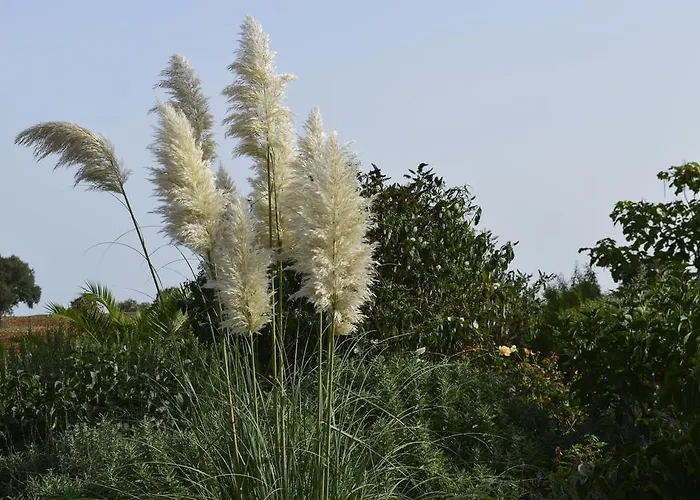 Lavanda 3* נוצ'י